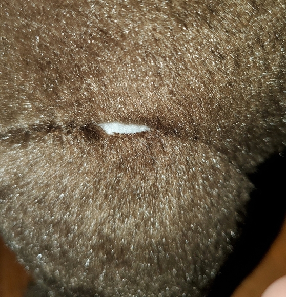 Build-A-Bear Disney Pumbaa From The Lion King - Picture 13 of 15